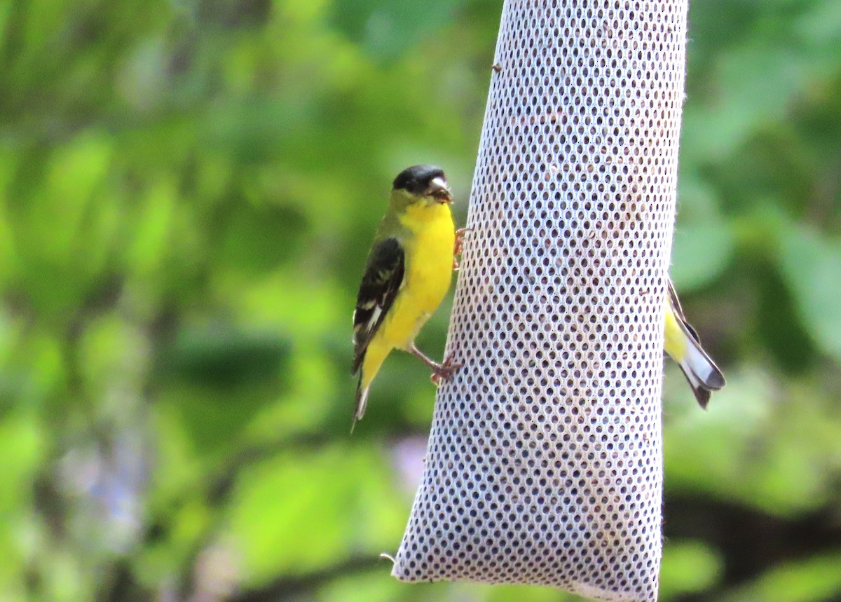 Lesser Goldfinch - ML640918508