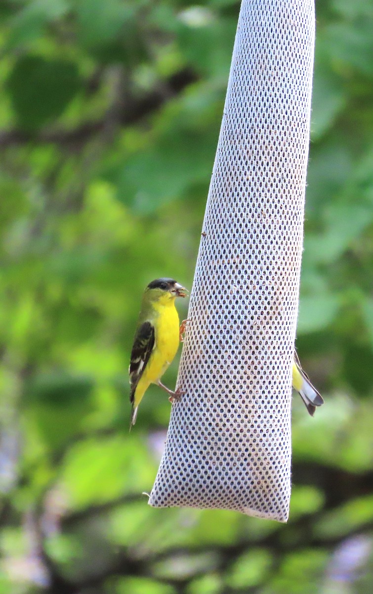 Lesser Goldfinch - ML640918509
