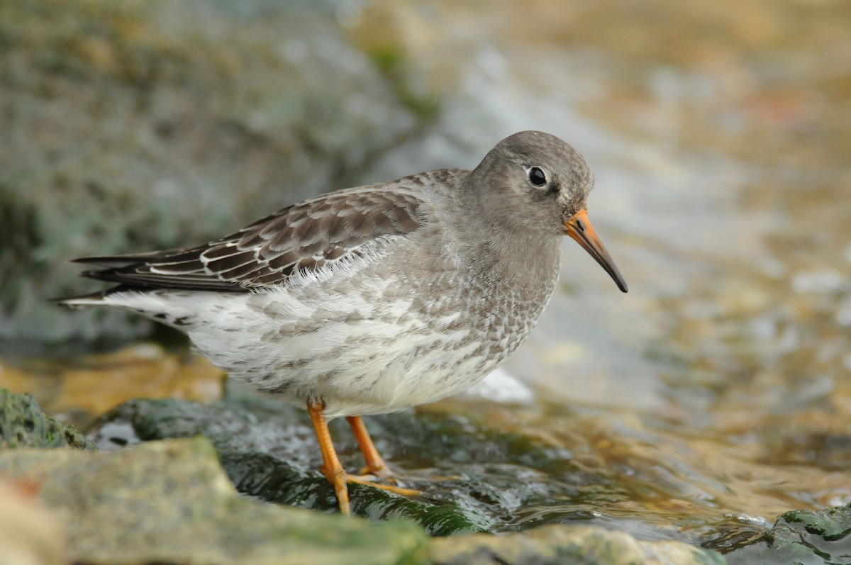 Purple Sandpiper - ML640918515