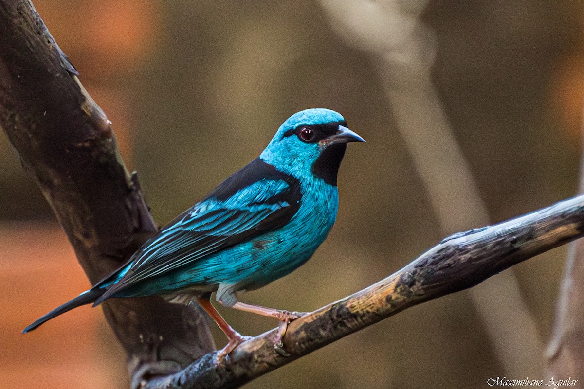 Blue Dacnis - ML640918518