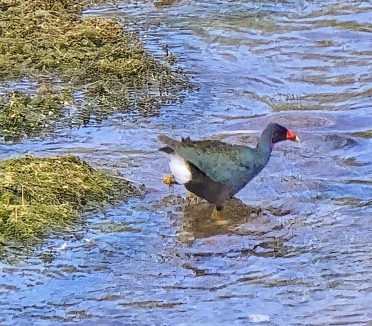Purple Gallinule - ML640918565