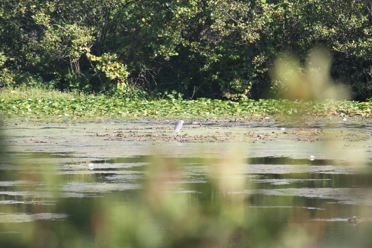 natthegre - ML640918576