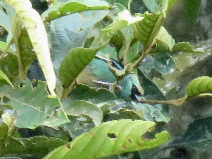 Metallic-green Tanager - ML640918577