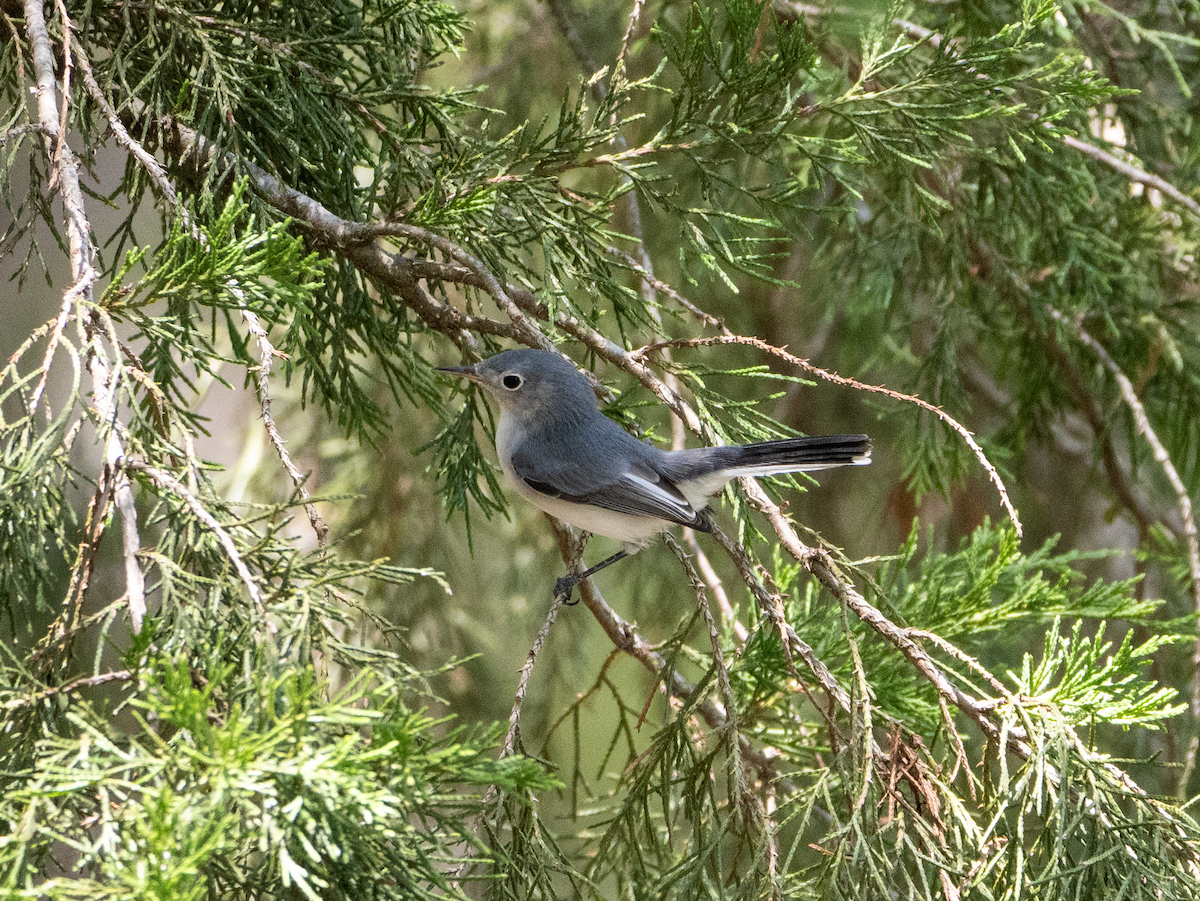 Blue-gray Gnatcatcher - ML640918604