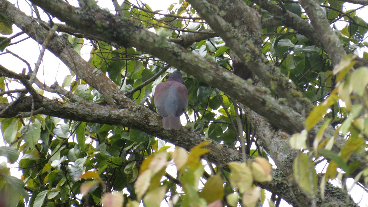 Pale-vented Pigeon - ML640918636