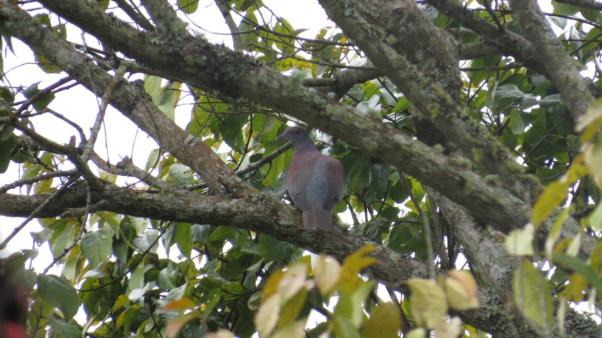 Pale-vented Pigeon - ML640918637