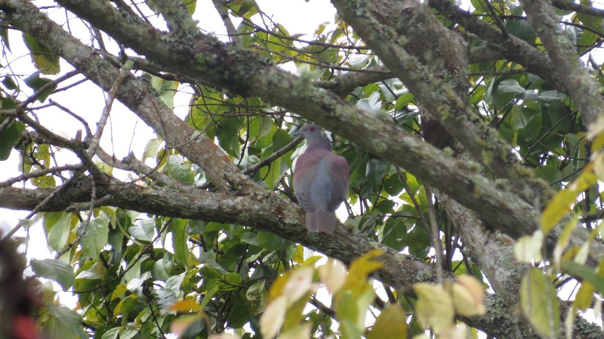 Pale-vented Pigeon - ML640918638