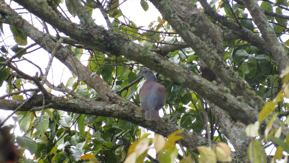 Pale-vented Pigeon - ML640918639