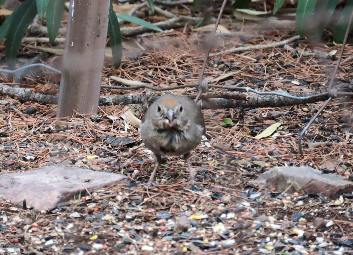 Canyon Towhee - ML640918656