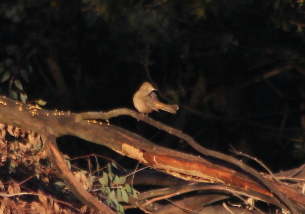 Great Shrike-Tyrant - ML640918659