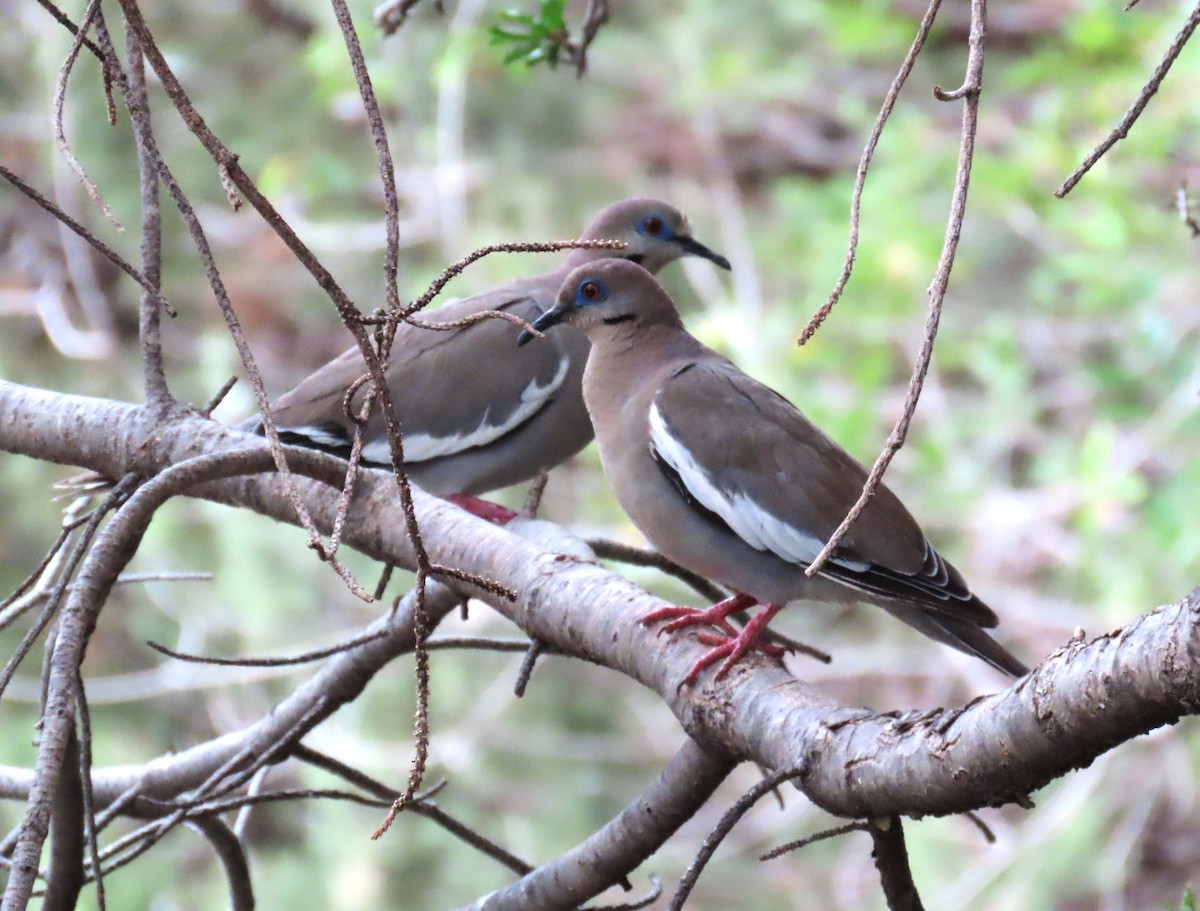 White-winged Dove - ML640918814
