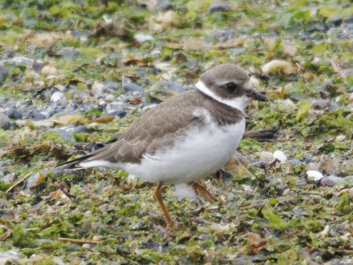 Semipalmated Plover - ML640918867