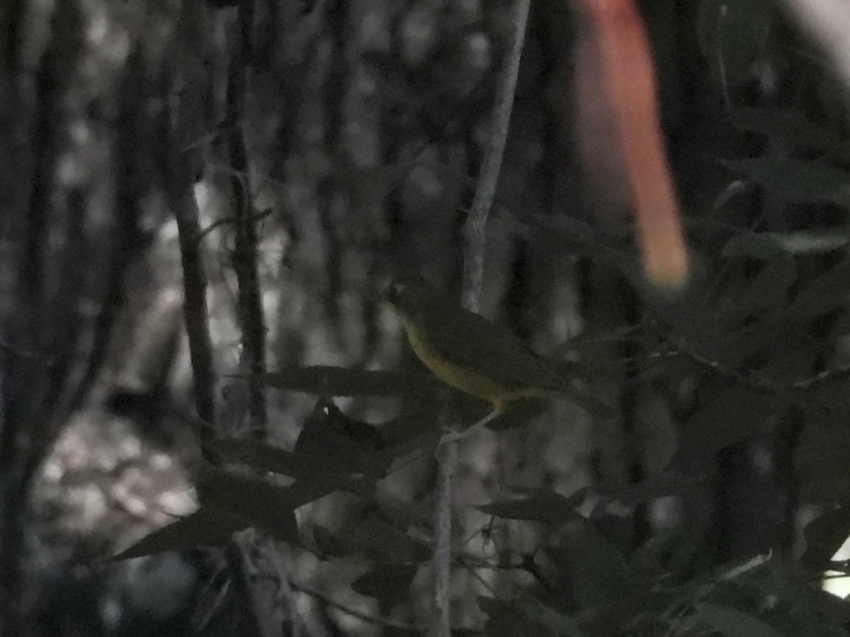 Kentucky Warbler - ML640918897