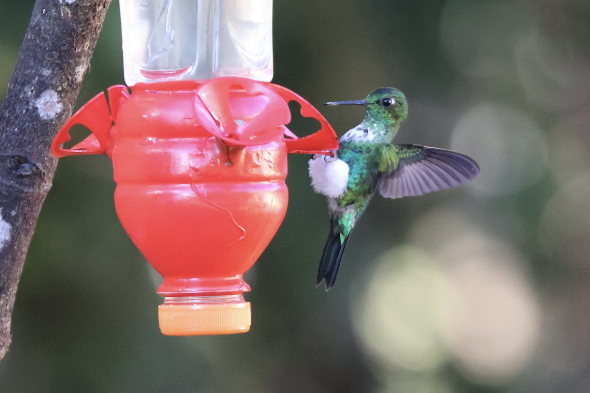 Emerald-bellied Puffleg - ML640918918