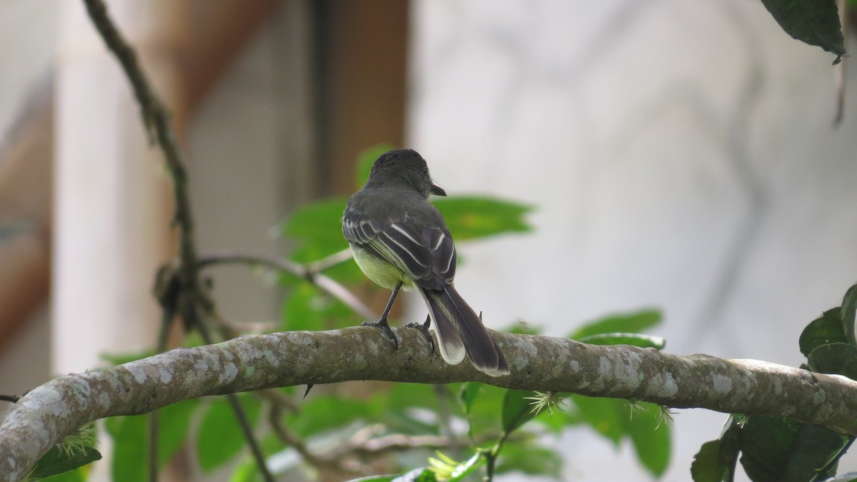 Apical Flycatcher - ML640918981