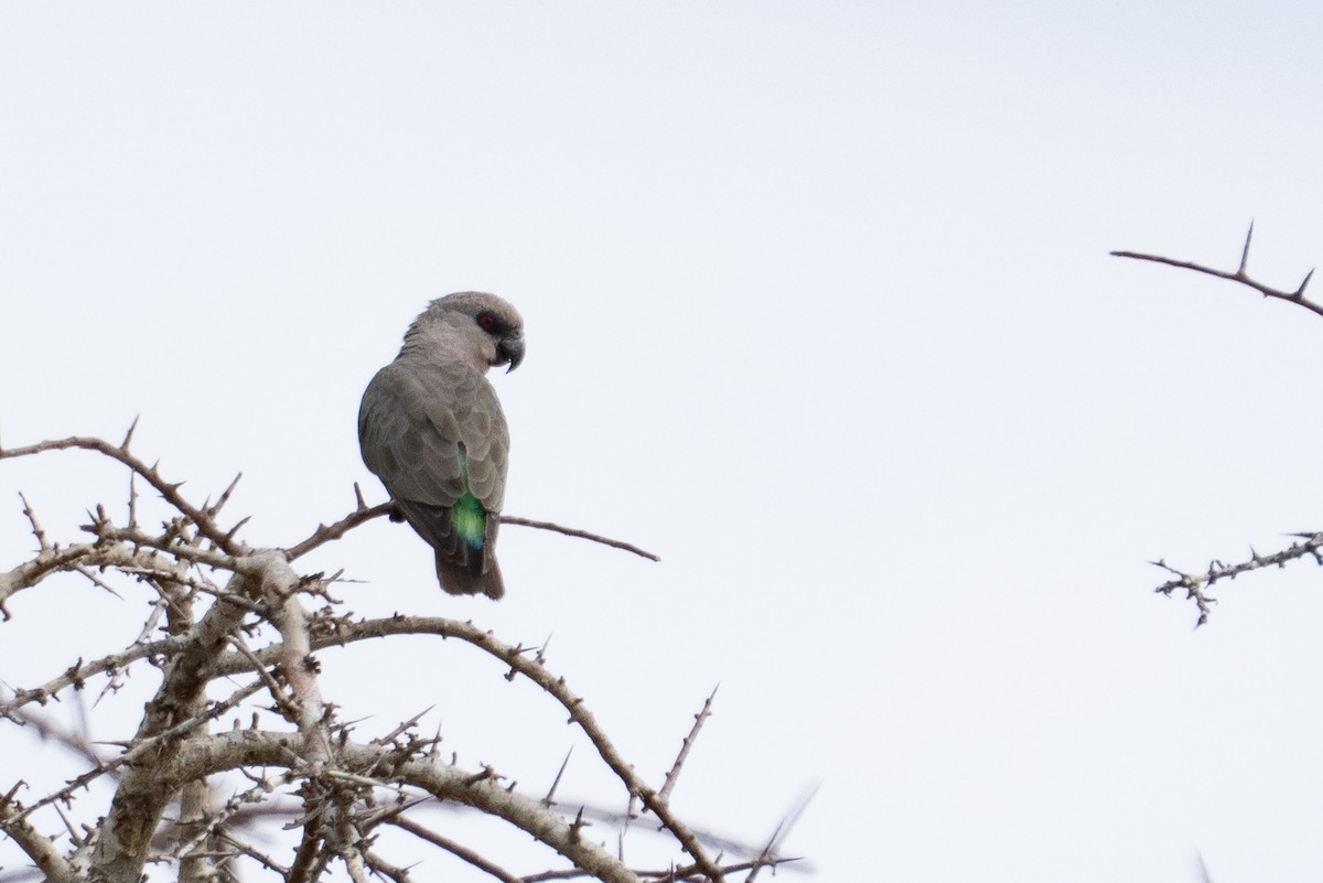 Red-bellied Parrot - ML640919058