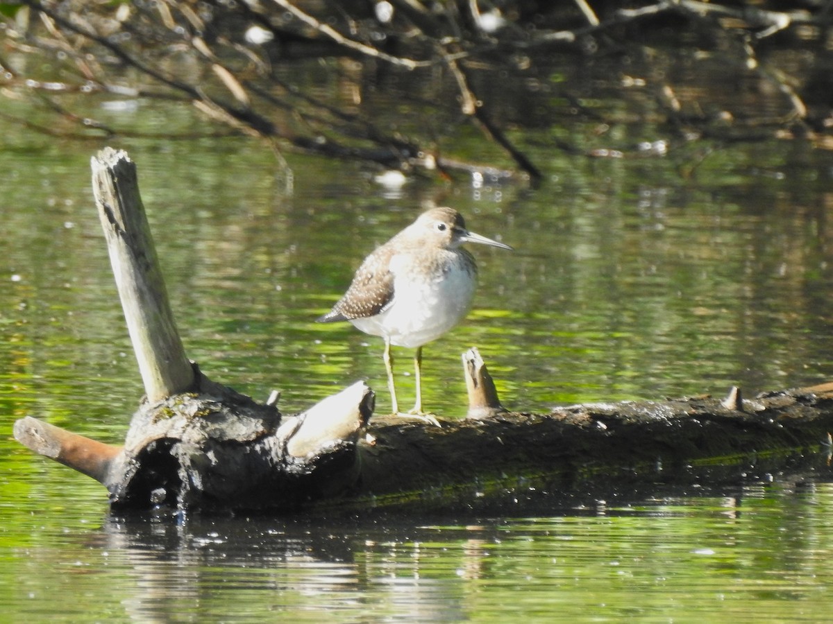 Solitary Sandpiper - ML640919087
