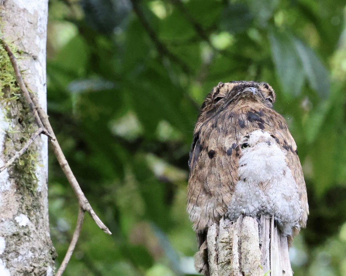 Common Potoo - ML640919109
