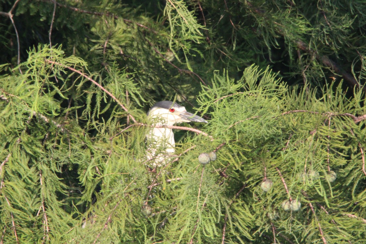 Nitticora - ML640919150