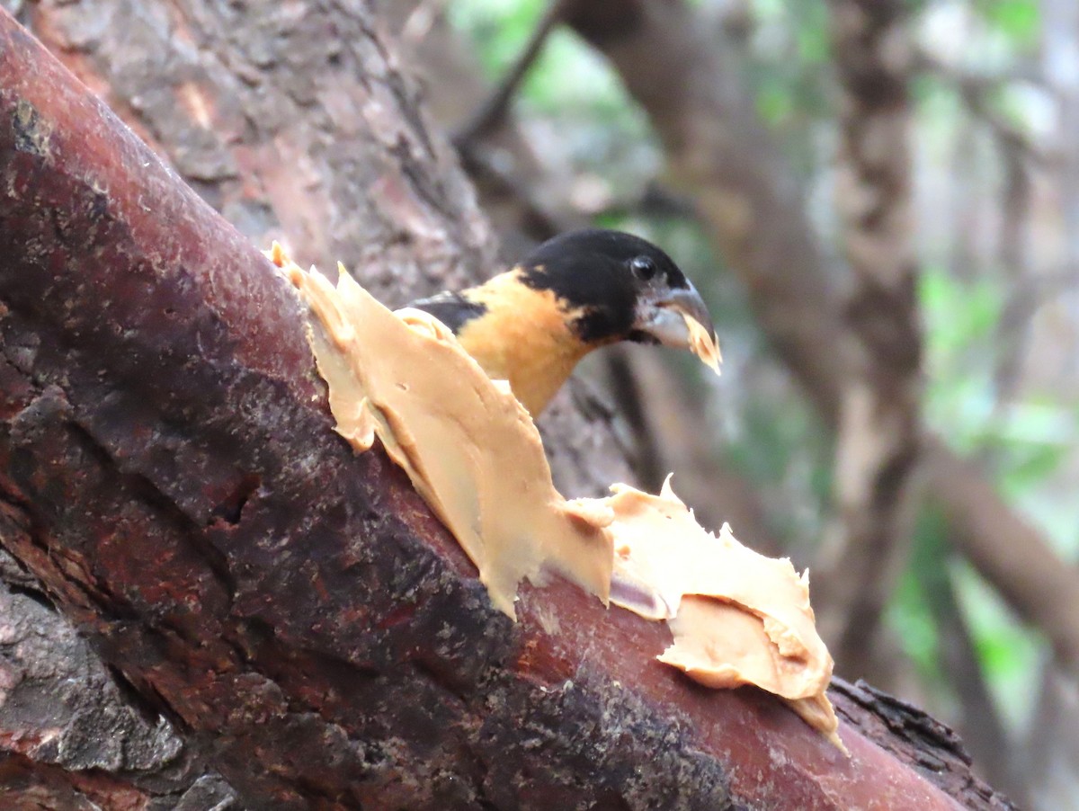 Black-headed Grosbeak - ML640919206