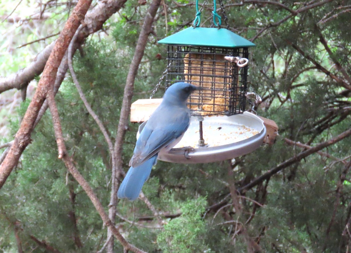 Mexican Jay (Arizona) - ML640919232