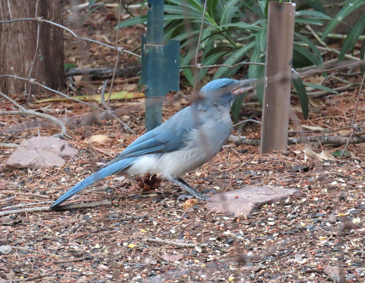 Mexican Jay (Arizona) - ML640919233
