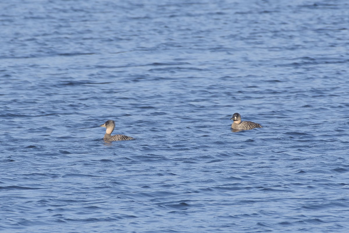 White-backed Duck - ML640919234