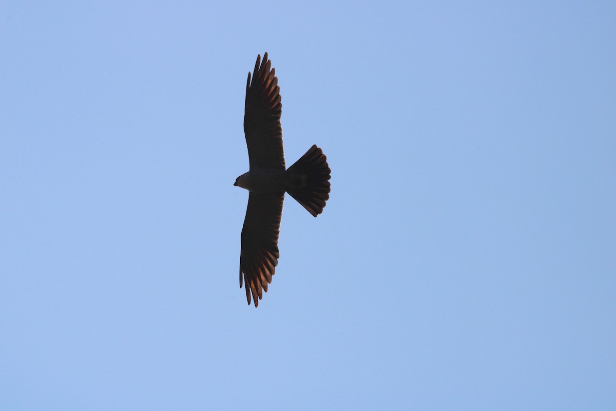 Mississippi Kite - ML640919264