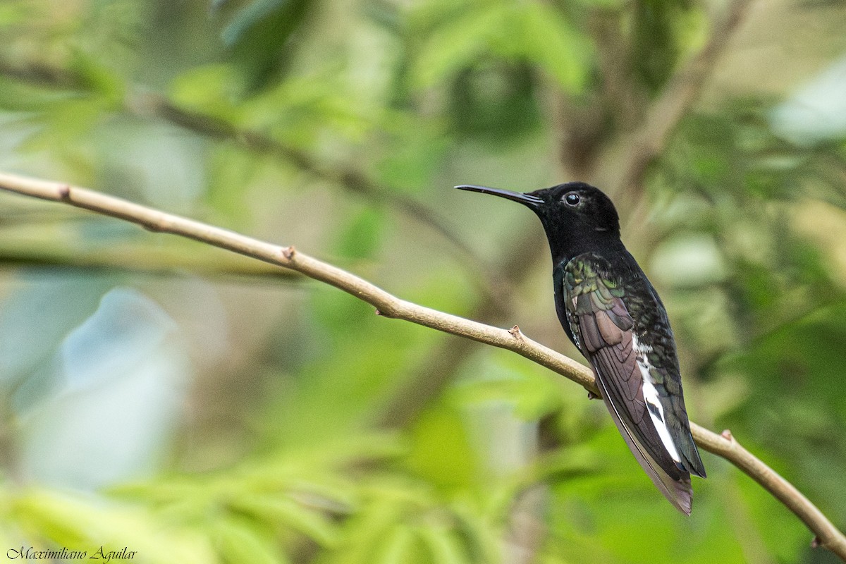Black Jacobin - ML640919271