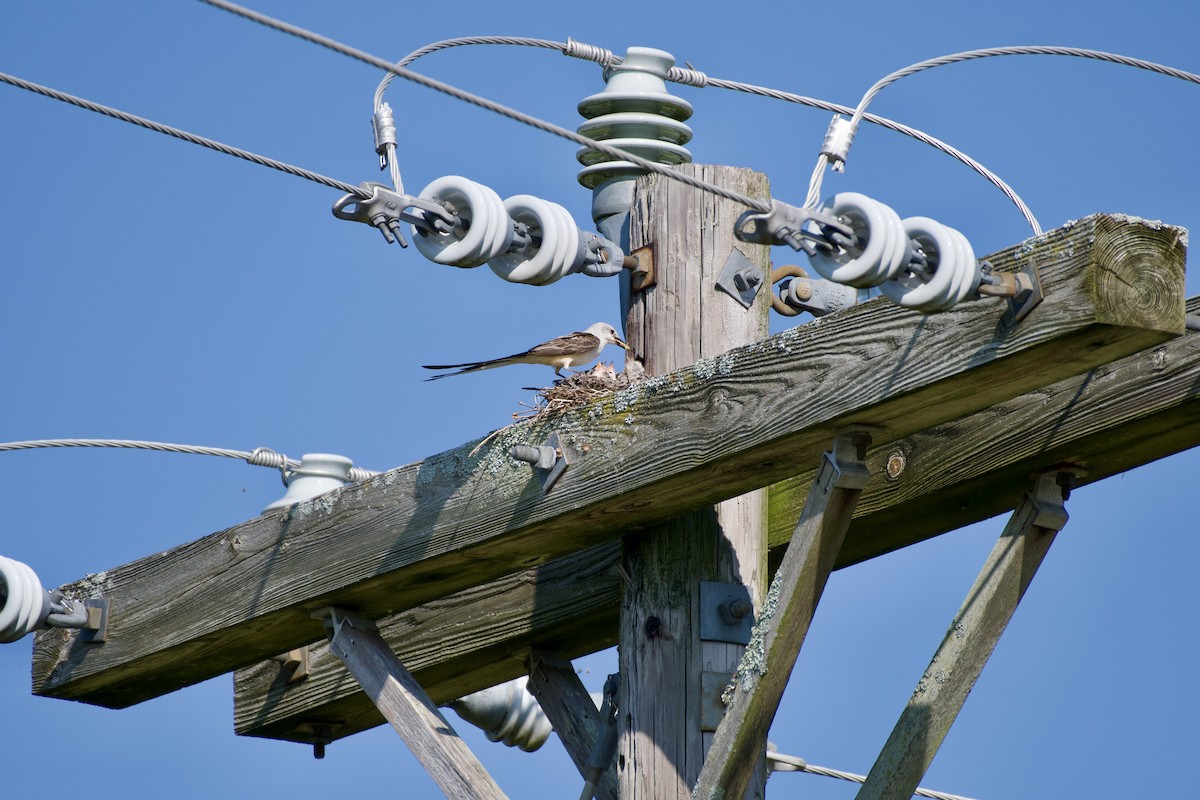 Scissor-tailed Flycatcher - ML640919282