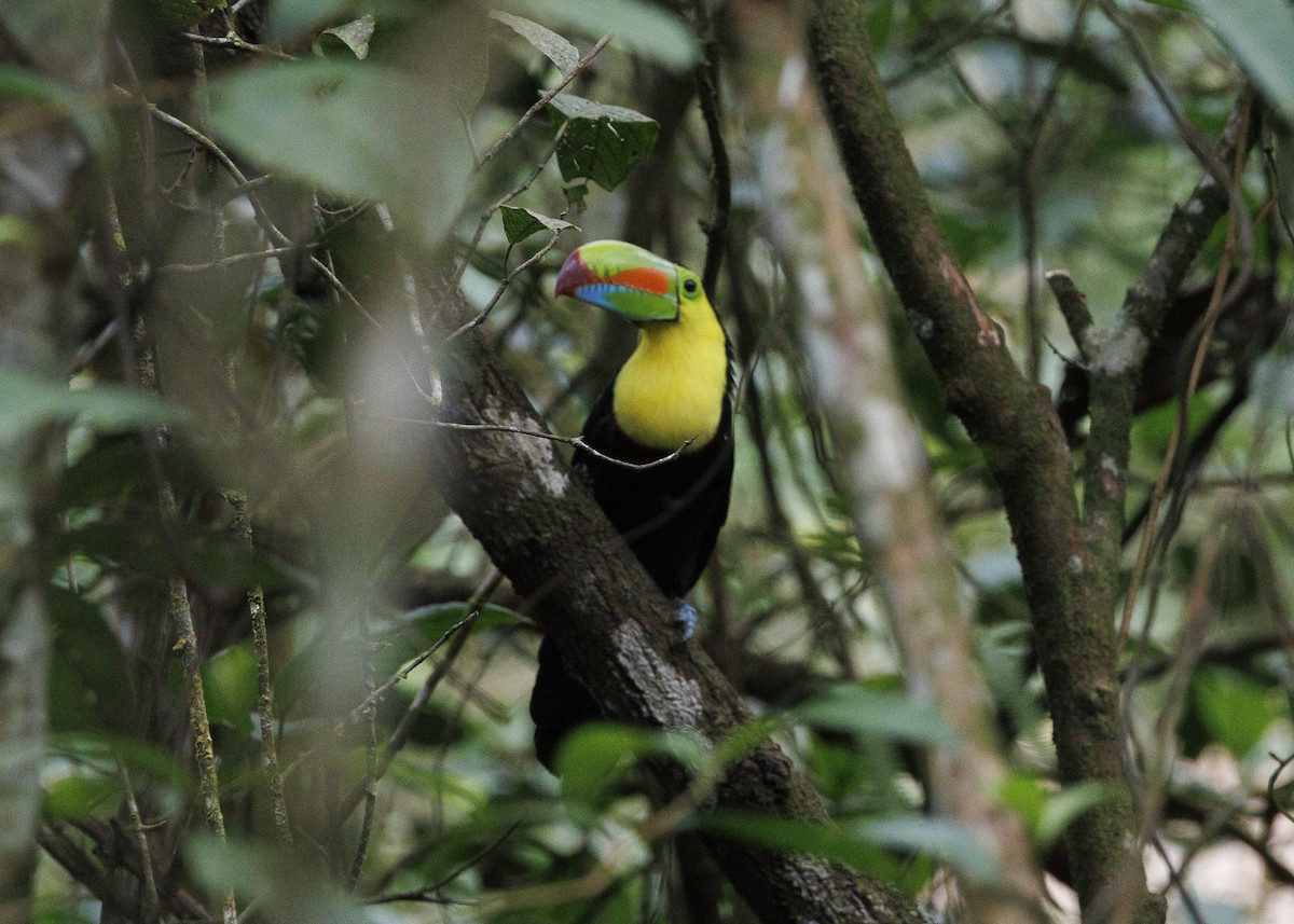 Keel-billed Toucan - ML640919311