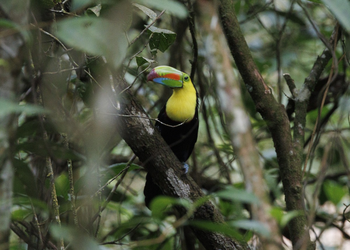 Keel-billed Toucan - ML640919313