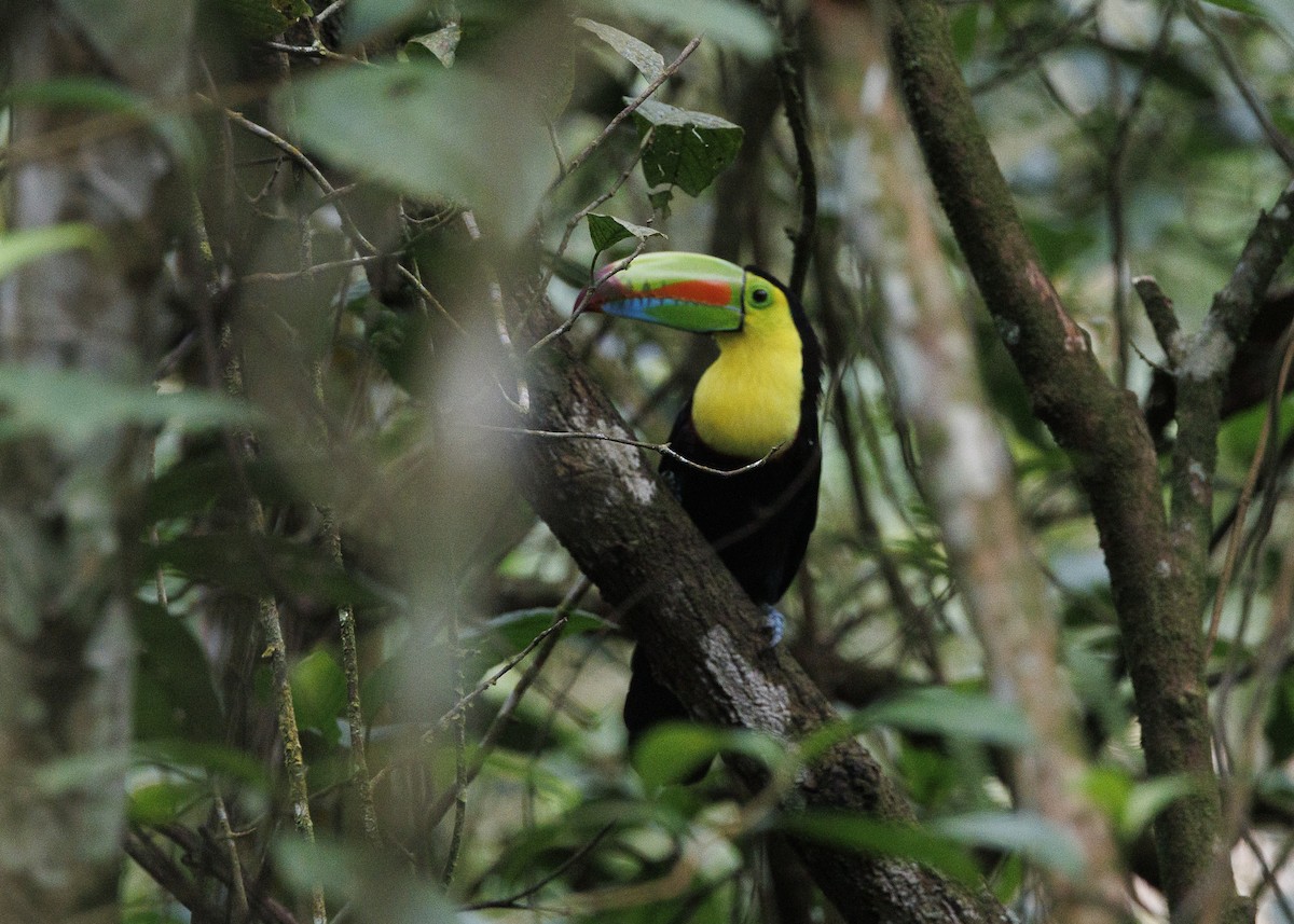 Keel-billed Toucan - ML640919314