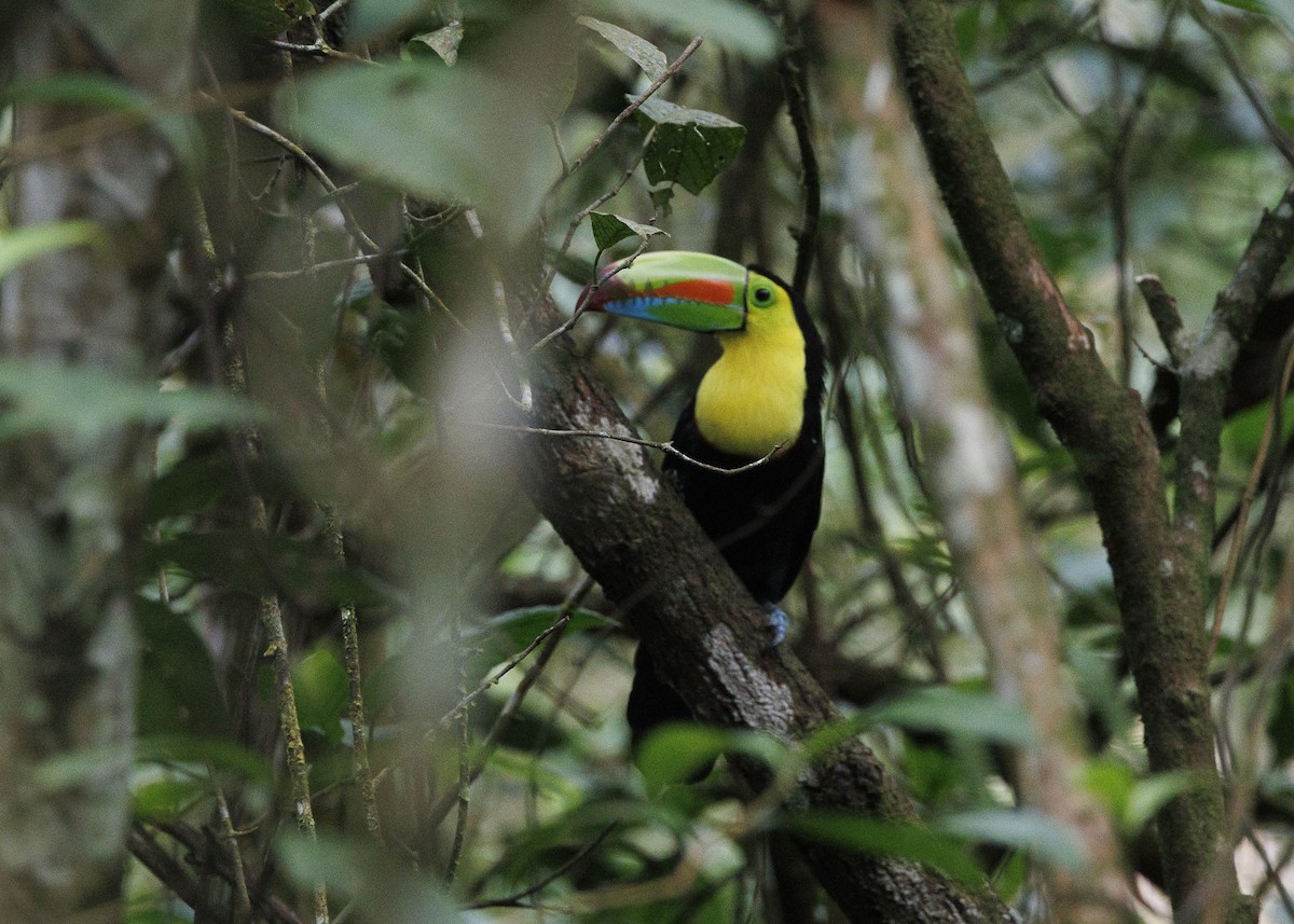 Keel-billed Toucan - ML640919315