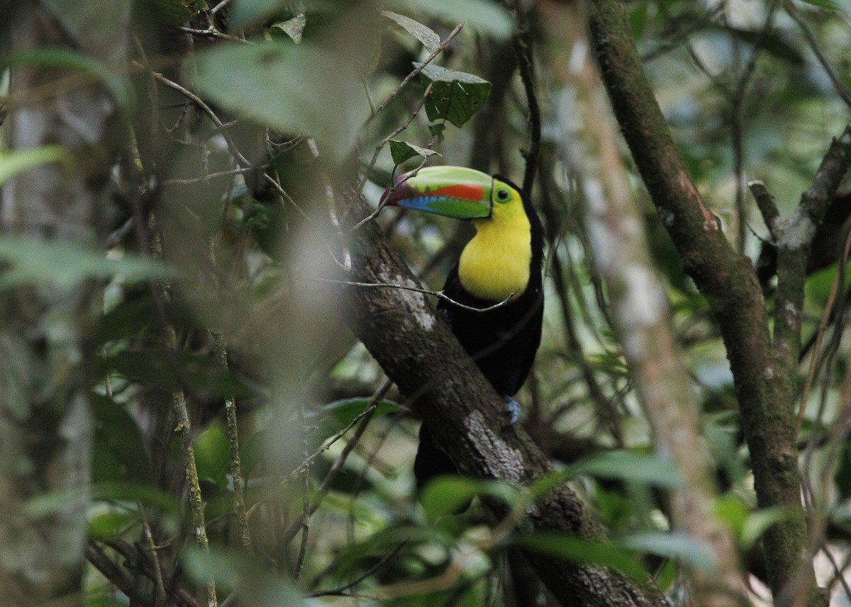 Keel-billed Toucan - ML640919316