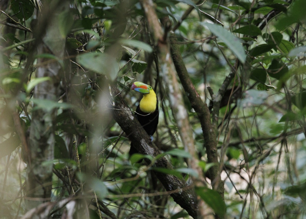 Keel-billed Toucan - ML640919320
