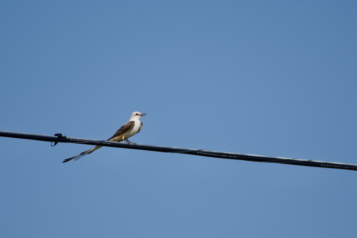 Scissor-tailed Flycatcher - ML640919331