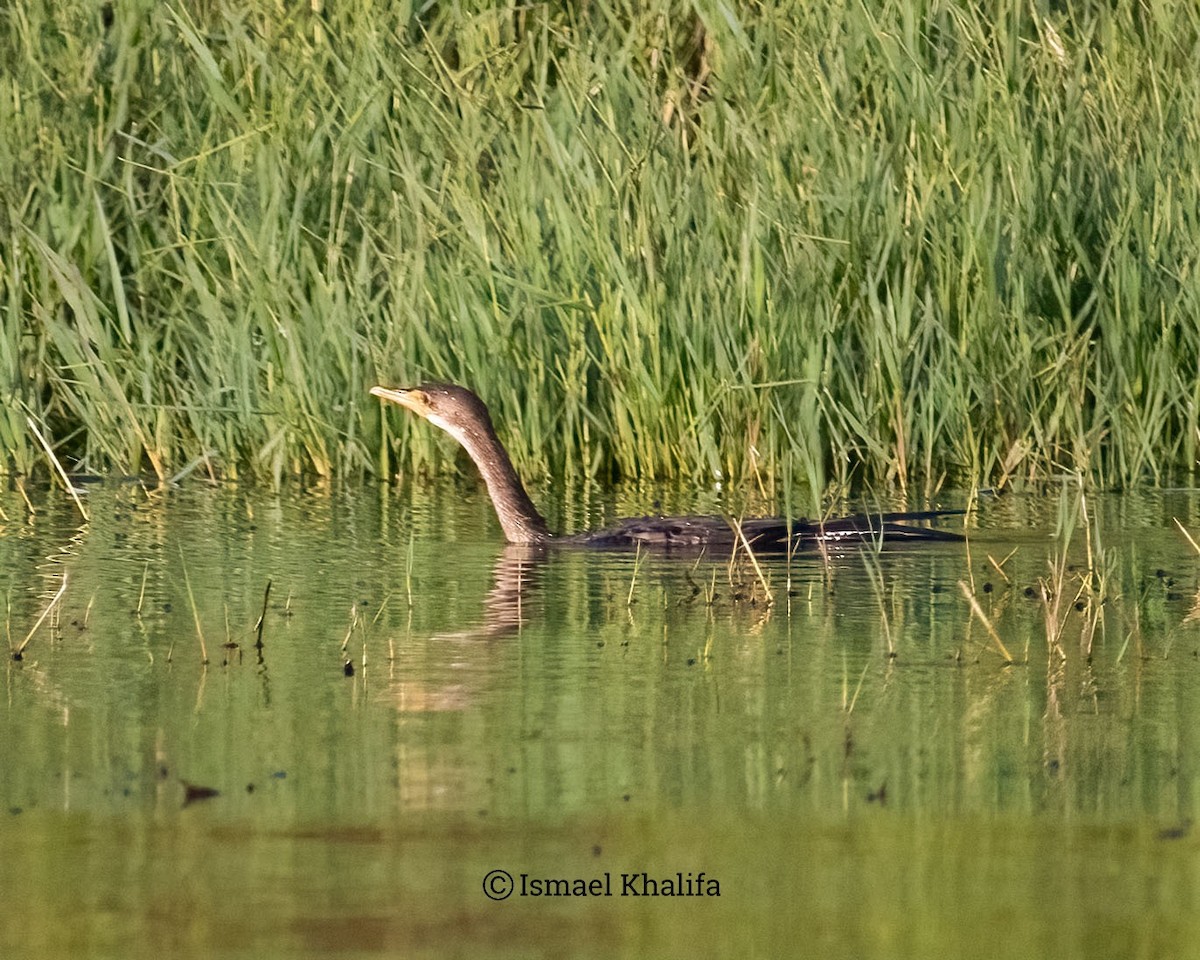 Reed Cormorant - ML640919342