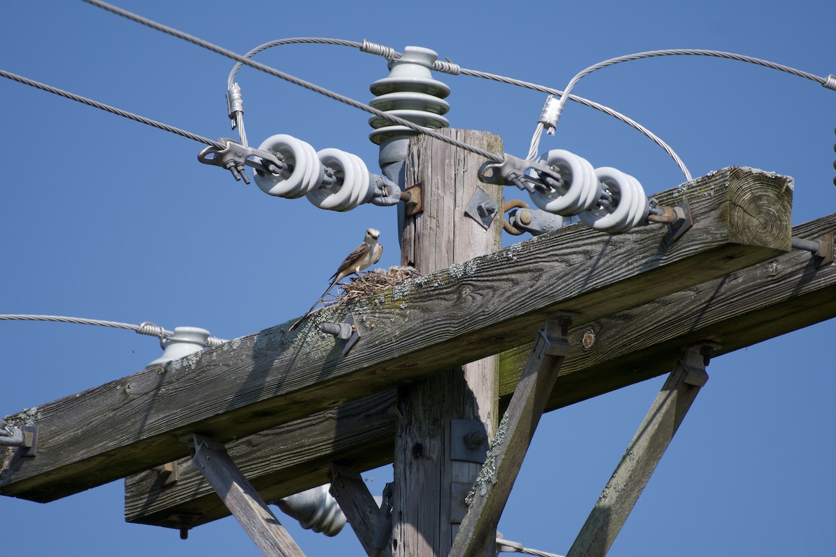 Scissor-tailed Flycatcher - ML640919355