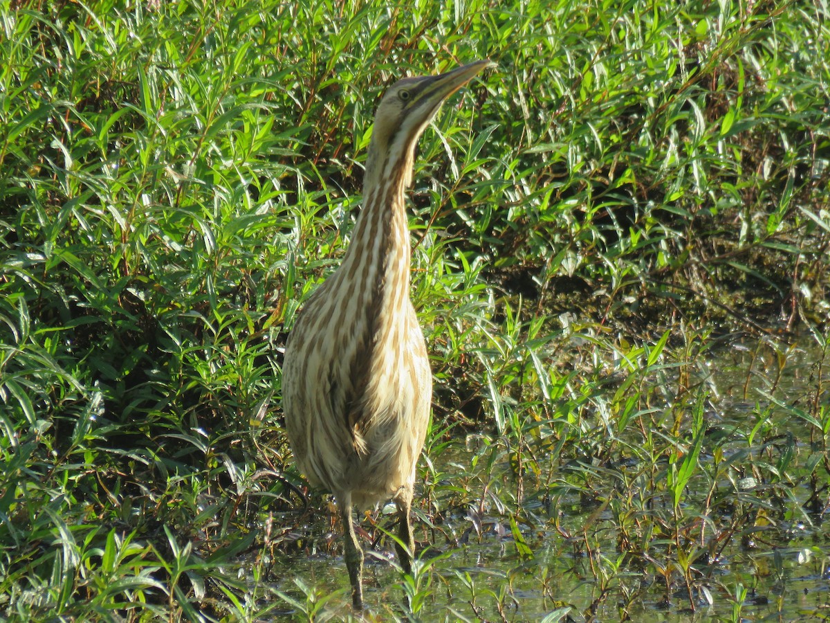 American Bittern - ML640919361