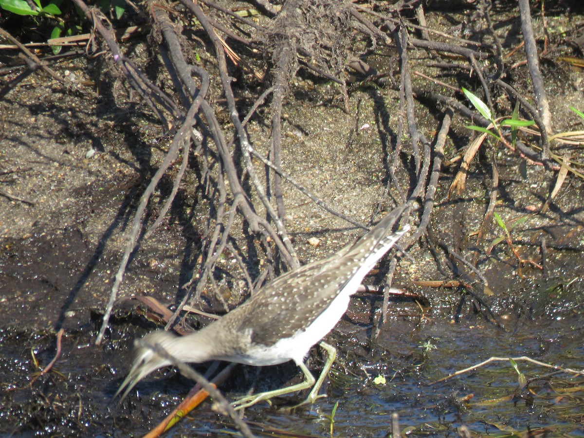 Solitary Sandpiper (solitaria) - ML640919413