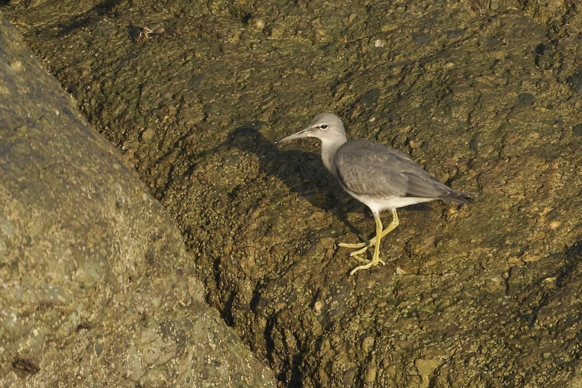 Wandering Tattler - ML640919483