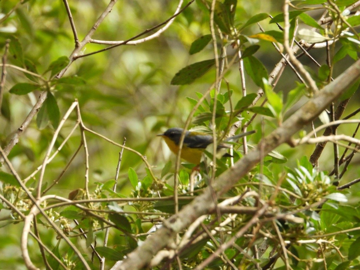 Tropikal Parula - ML640919537