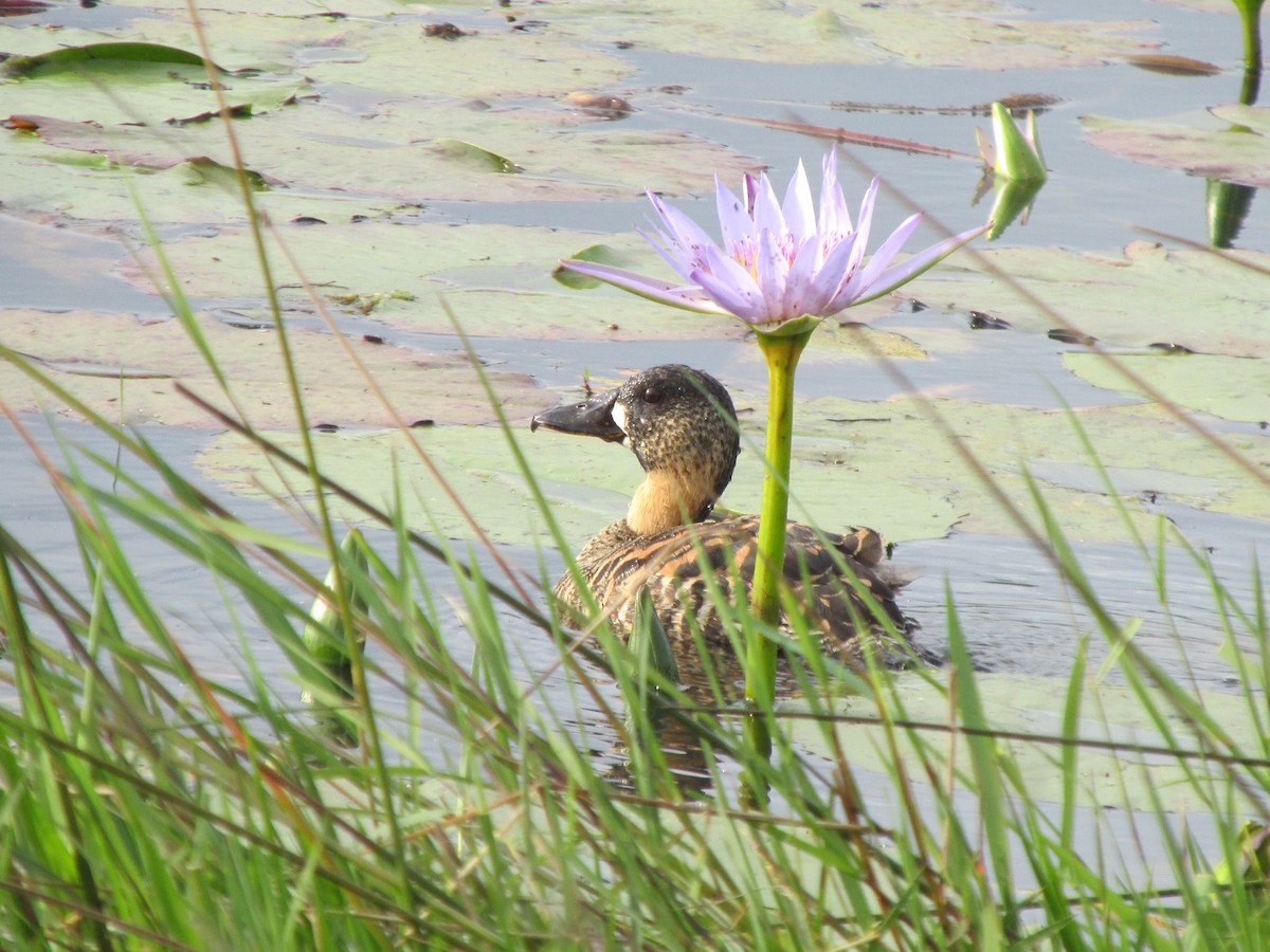 White-backed Duck - ML640919543