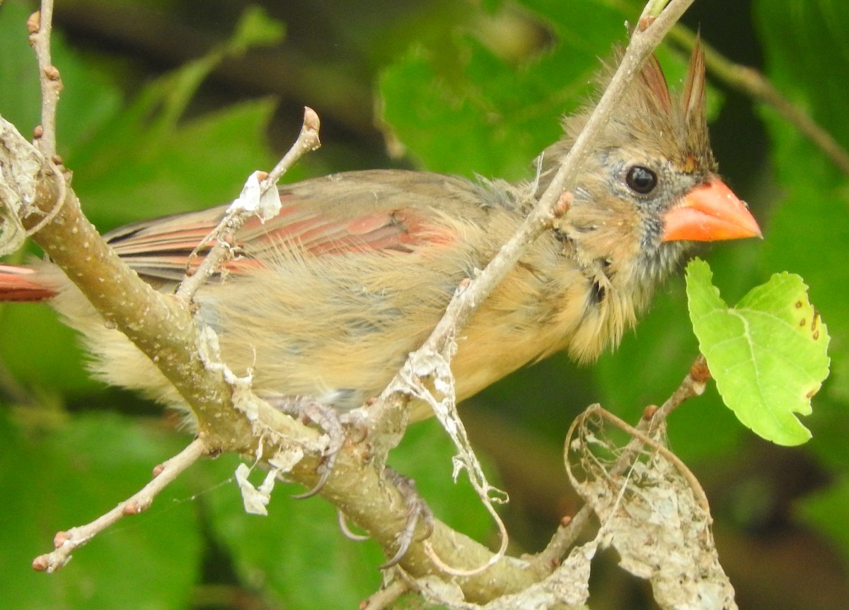 Northern Cardinal - ML640919598