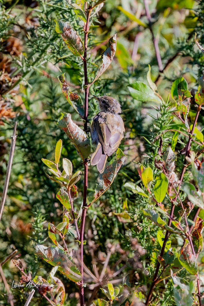 Willow Warbler - ML640919636