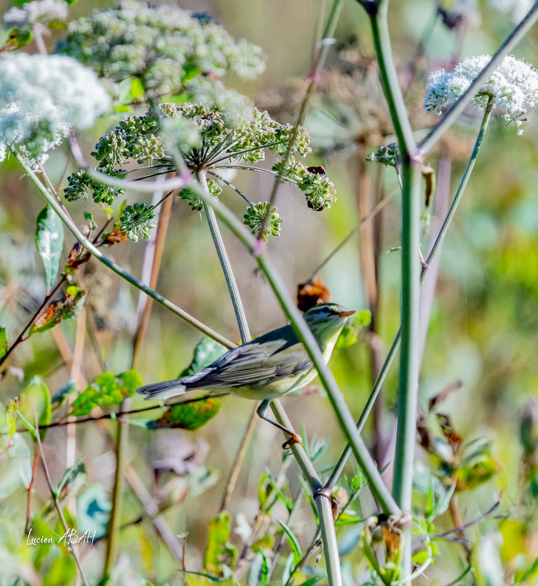 Willow Warbler - ML640919638