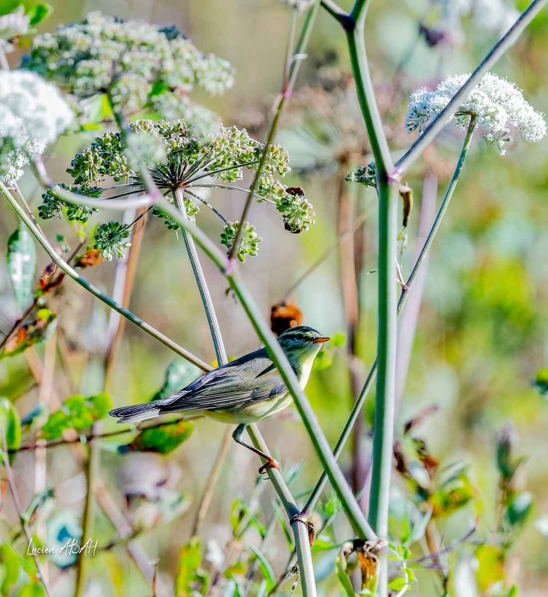 Willow Warbler - ML640919639