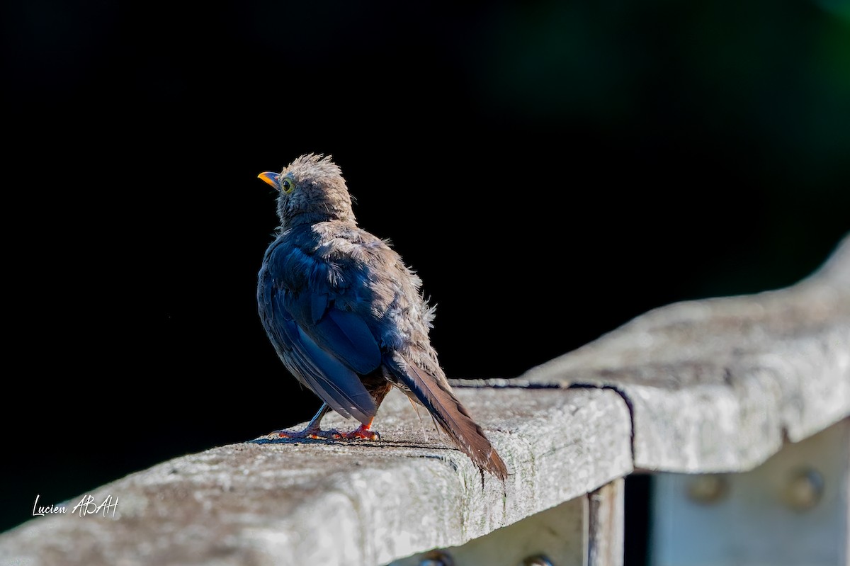 Eurasian Blackbird - ML640919650
