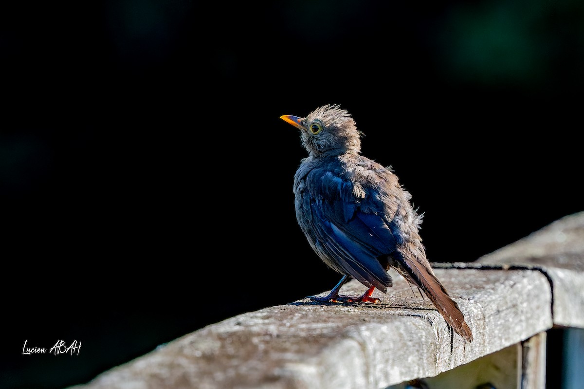Eurasian Blackbird - ML640919651
